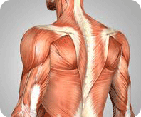 Formation certifiante praticien massage bien-être anatomie